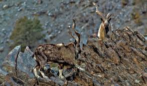 Climbers on Deosei Plateau  Tour
